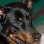 Vorführung der Hundeschule Fischer aus Leipzig